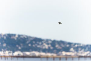 Martin-pêcheur d'Europe; Alcedo atthis; Paul Moulin; Biopix