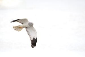 Busard Saint-Martin; Circus cyaneus; Paul Moulin; Biopix