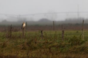 Busard pâle; Circus macrourus; Paul Moulin; Biopix