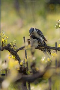 Coucou geai; Clamator glandarius; Paul Moulin; Biopix