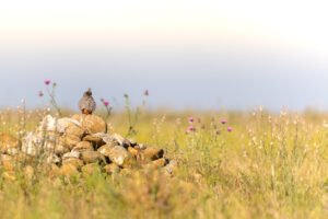 Faucon kobez; Falco vespertinus; Paul Moulin; Biopix