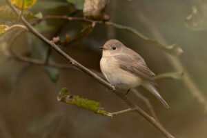 Gobemouche nain; Ficedula parva; Paul Moulin; Biopix