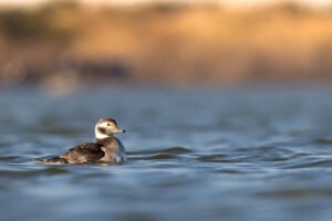 Harelde boréale; Clangula hyemalis; Paul Moulin; Biopix