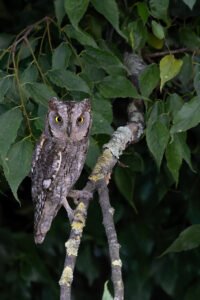 Petit-duc scops; Paul Moulin; Biopix
