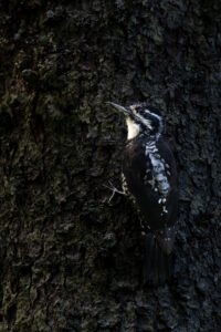 Pic tridactyle; Picoides tridactylus; Paul Moulin; Biopix