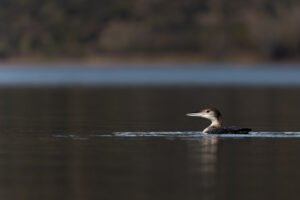 Plongeon imbrin; Gavia immer; Paul Moulin; Biopix